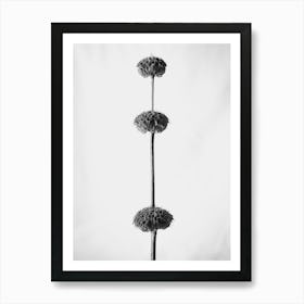 Three Tiers Of Dried Flowers Art Print