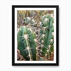 Boho mexico cactus - summer desert - botanical travel photography by Christa Stroo Photography Art Print