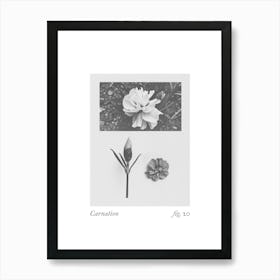 Carnation Botanical Collage 4 Art Print