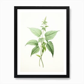 Stinging Nettle Vintage Botanical Herbs 2 Art Print