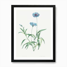 Blue Flower, Pierre Joseph Redoute Art Print