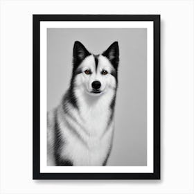 American Eskimo Dog 2 B&W Pencil Dog Art Print