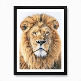 Barbary Lion Portrait Close Up Clipart 4 Art Print