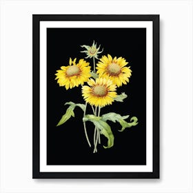 Vintage Blanket Flowers Botanical Illustration on Solid Black n.0841 Art Print