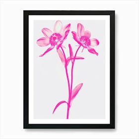 Hot Pink Edelweiss 2 Art Print