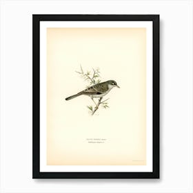 Barred Warbler, The Von Wright Brothers Art Print