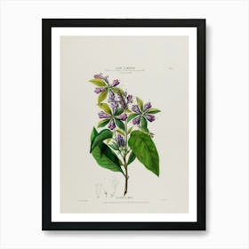 Lilac 2 Art Print