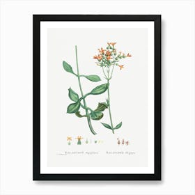 Kalanchoe Aegyptiaca, Pierre Joseph Redoute Art Print