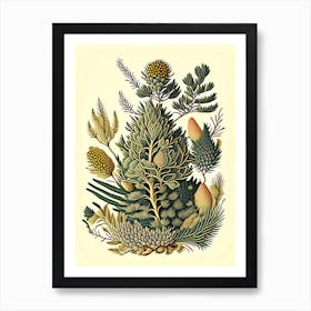Running Pine Wildflower Vintage Botanical Art Print