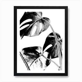 Black and White Monstera Leaves Illustration Art Print