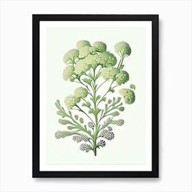 Yarrow Floral 3 Botanical Vintage Poster Flower Art Print