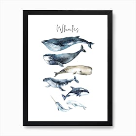 Whale Sizes Art Print