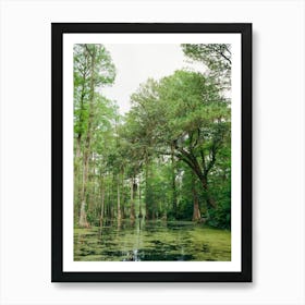 Charleston Cypress Garden II on Film Art Print