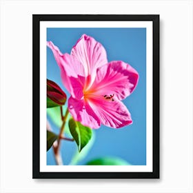 Hibiscus Flower 1 Poster