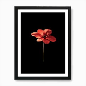 Red Flower On Black Background Poster