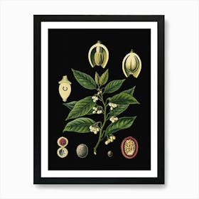 Vintage Bollmann 3 Muskatnussbaum Art Print