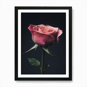 Pink Rose 6 Art Print