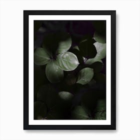 Gloomy Dark Leaves Art Print