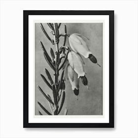 Winter Heath, Karl Blossfeldt Art Print