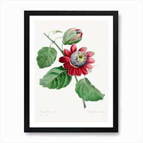 Passiflore Aile, Pierre Joseph Redouté Art Print