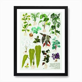 Houseplants Vol 1 Art Print