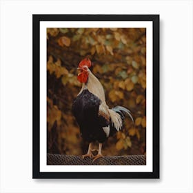 Autumn Rooster Art Print