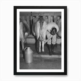 Strapping Legs Of Cow Before Milking, Mineral King Cooperative Farm,Tulare County, California By Russell Lee Art Print