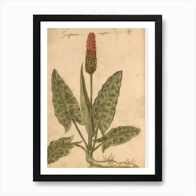 Syrphium Art Print