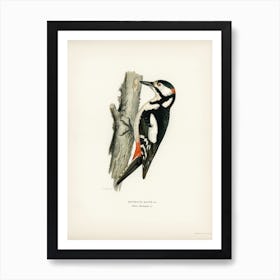 Great Spotted Woodpecker Male (Dryobates Major), The Von Wright Brothers Art Print