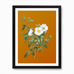 Vintage White Rose of Snow Botanical on Sunset Orange n.0332 Art Print