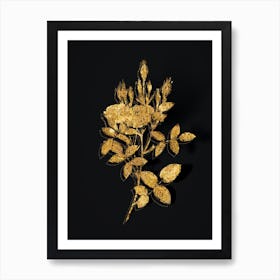 Vintage Mossy Pompon Rose Botanical in Gold on Black n.0417 Art Print
