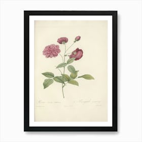 Rose Illustration, Pierre Joseph Redoute (44) Art Print