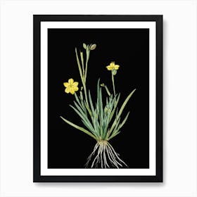 Vintage Yellow Eyed Grass Botanical Illustration on Solid Black n.0455 Art Print