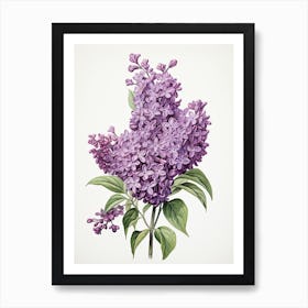 Lilacs Flower Vintage Botanical 1 Art Print