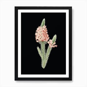 Vintage Heather Briar Root Bruyere Botanical Illustration on Solid Black n.0139 Art Print