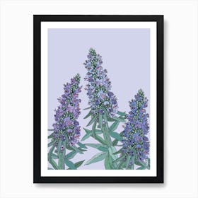 Echium Art Print