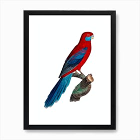 Vintage Crimson Rosella Parrot Bird Illustration on Pure White Art Print