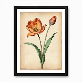 Vintage Of Herbarium Tulip Art Print