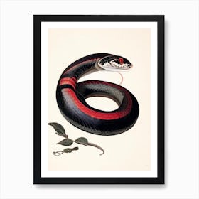 Red Bellied Black Snake 1 Vintage Art Print