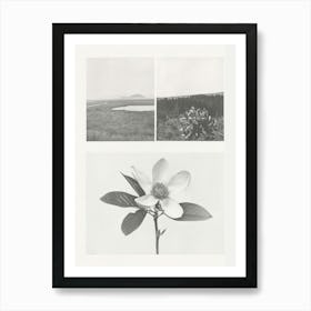 Magnolia Flower Photo Collage 3 Art Print