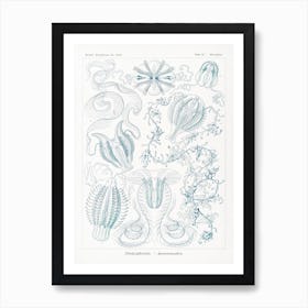 Vintage Jellyfish Diagram; Ernst Haeckel Art Print