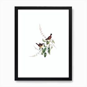 Vintage White Browed Scrubwren Bird Illustration on Pure White n.0166 Art Print