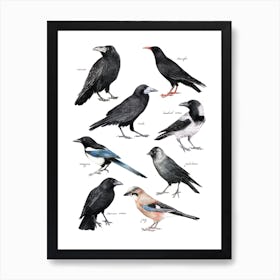 Crows Art Print