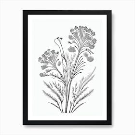 Caraway Herb William Morris Inspired Line Drawing 2 Art Print