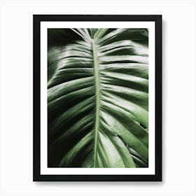 Green Monstera Leaf Art Print