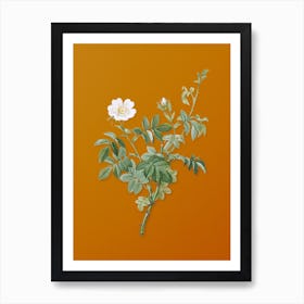 Vintage White Downy Rose Botanical on Sunset Orange n.0665 Art Print