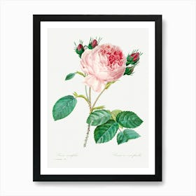 Cabbage Rose, Pierre Joseph Redoute (6) Art Print