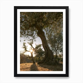 Olive Trees With Sunstar Italy Art Print