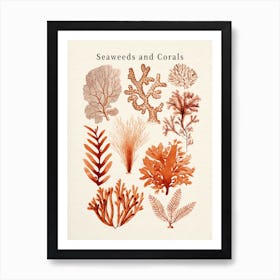 Seaweeds And Corals Collection Art Print