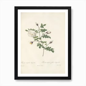 Rose Illustration, Pierre Joseph Redoute (15) 1 Art Print